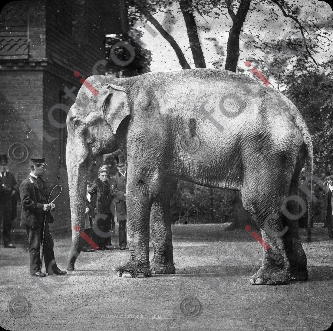 Elefant | Elephant (foticon-simon-167-014-sw.jpg)